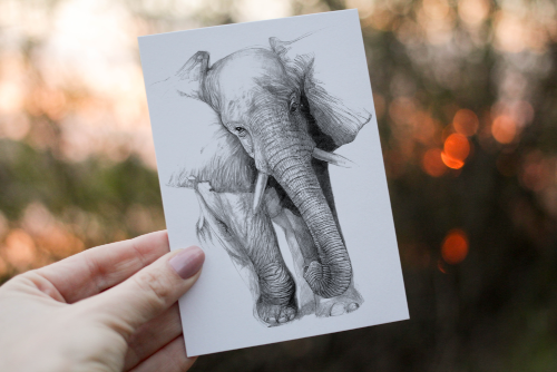 Elephant Birthday Card, Elephant Custom Birthday Card